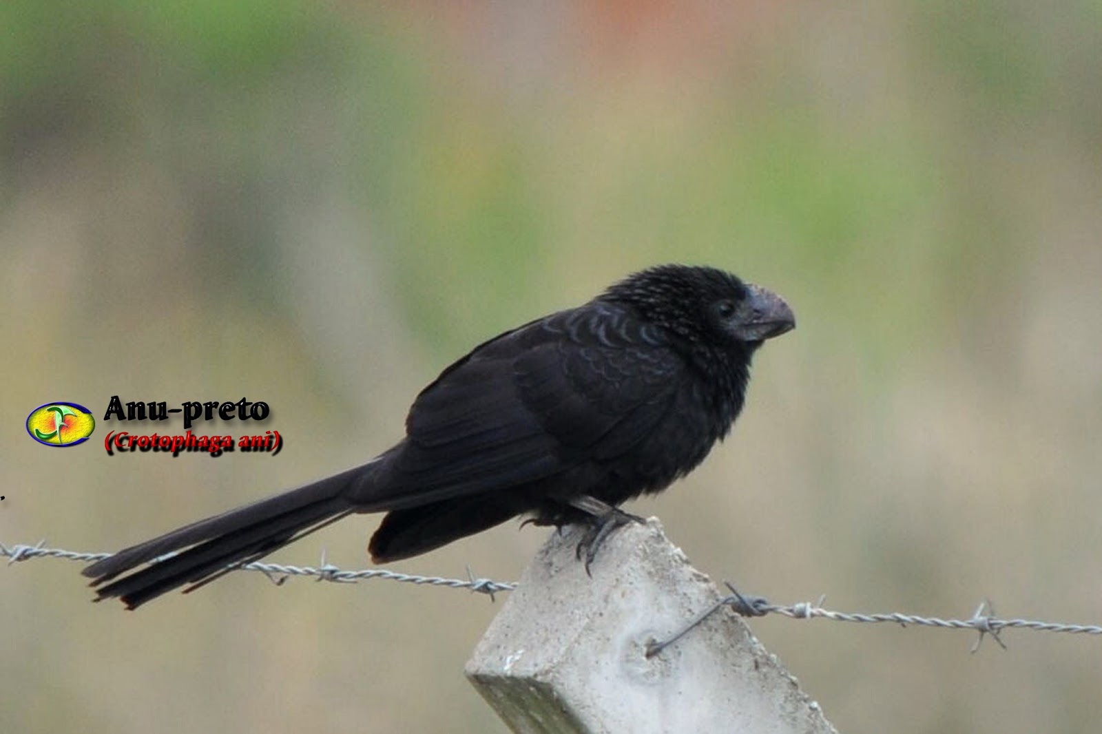 Zoologia Anupreto (Crotophaga ani)